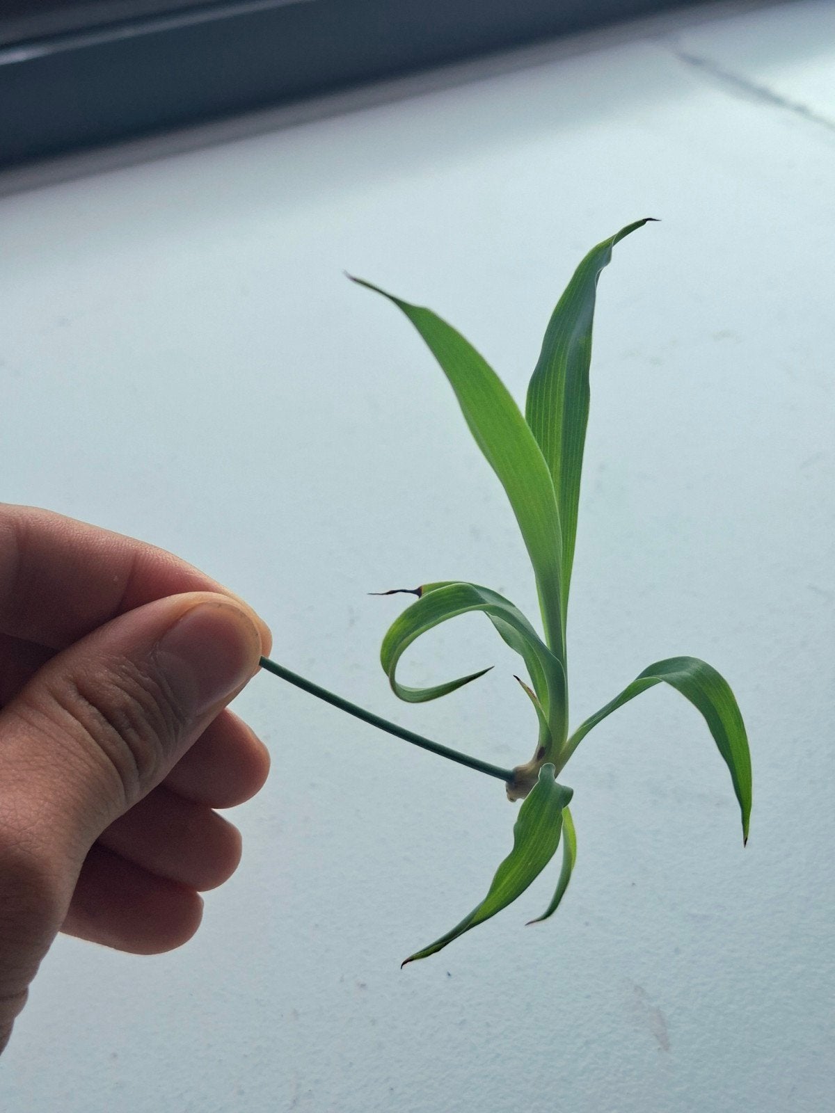 plante d'intérieur plante araignée, Enlèvement, Ombre partielle