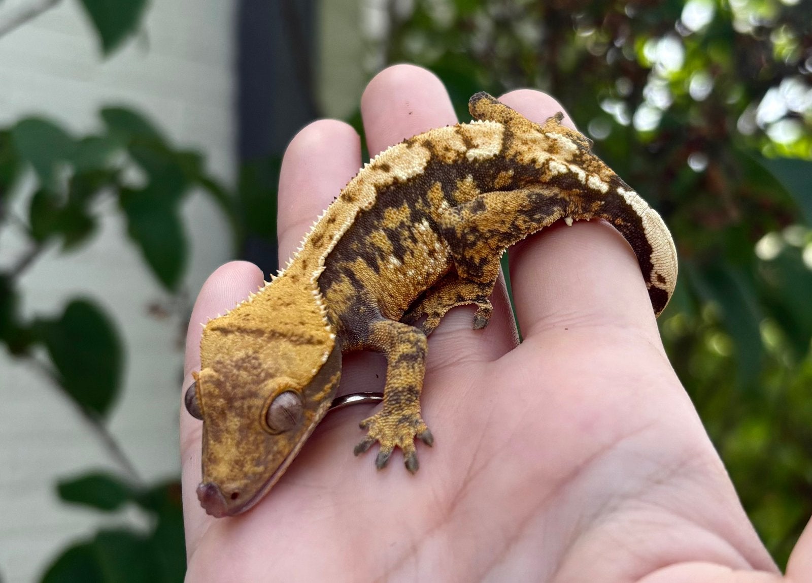 Wimpergekko 1.0 man