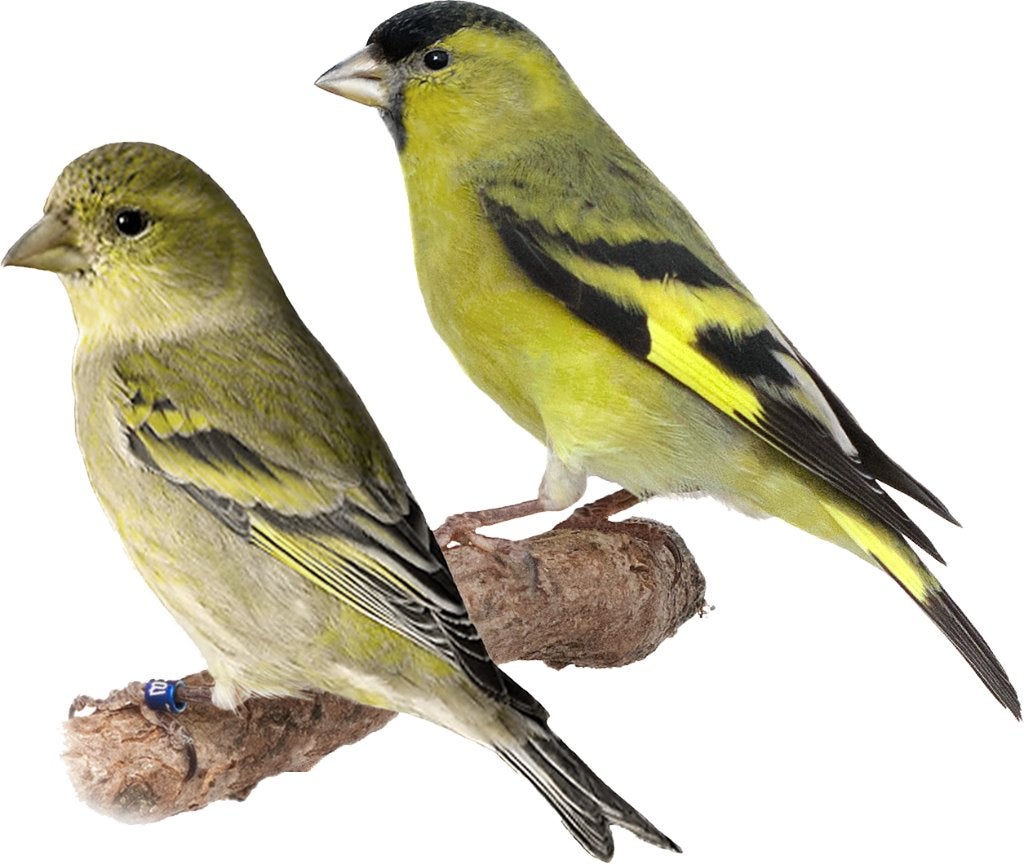 baardsijsjes broedrijp, Dieren en Toebehoren, Vogels | Overige Vogels, Meerdere dieren, Wildzangvogel, Geringd