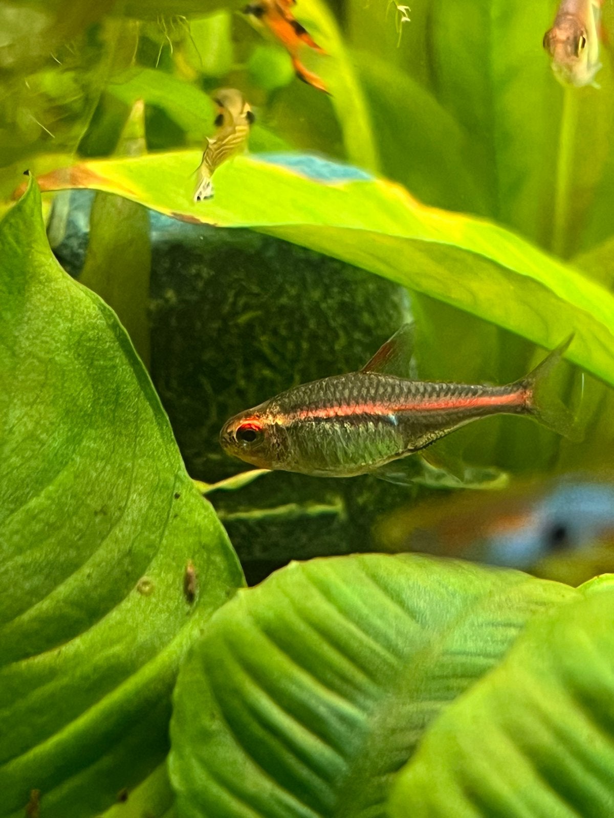 Tetra's, Vis, Zoutwatervis, Schoolvis