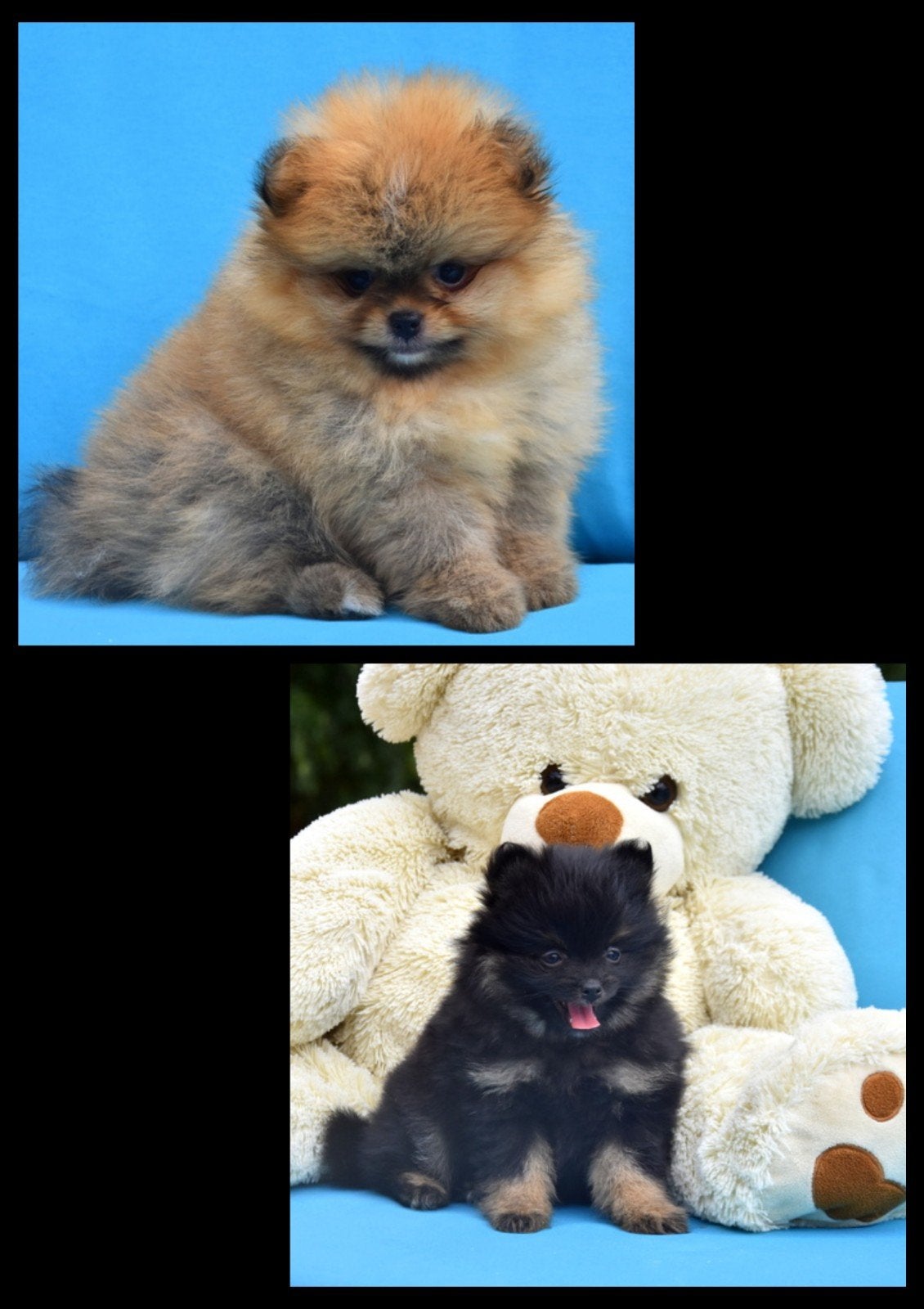 Prachtige Pomeriaan pupjes, België, Keeshond, CDV (hondenziekte), 8 tot 15 weken