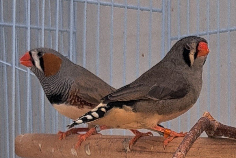 Koppel split zwartkaak tt groot zebravinken, Dieren en Toebehoren, Vogels | Overige Vogels, Meerdere dieren, Tropenvogel, Geringd