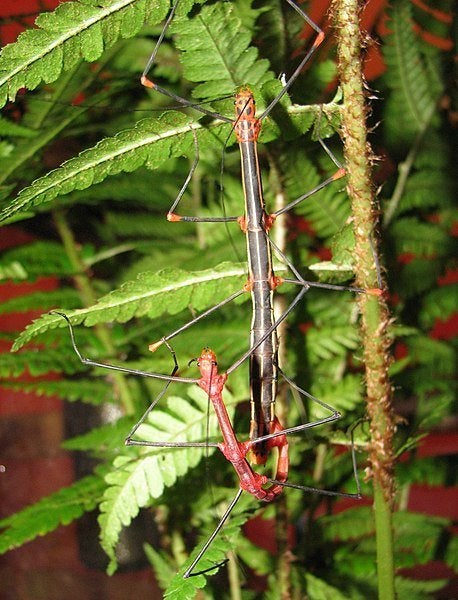 Oreophoetes peruana, Dieren en Toebehoren, Insecten en Spinnen, Wandelende tak