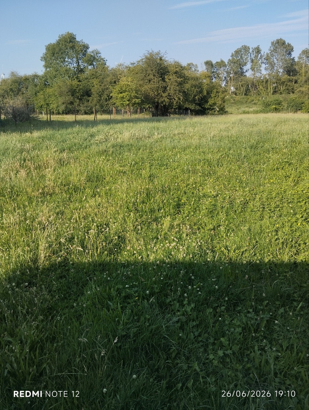 Prairie pour chevaux quelques semaines, Dieren en Toebehoren, Stalling en Weidegang