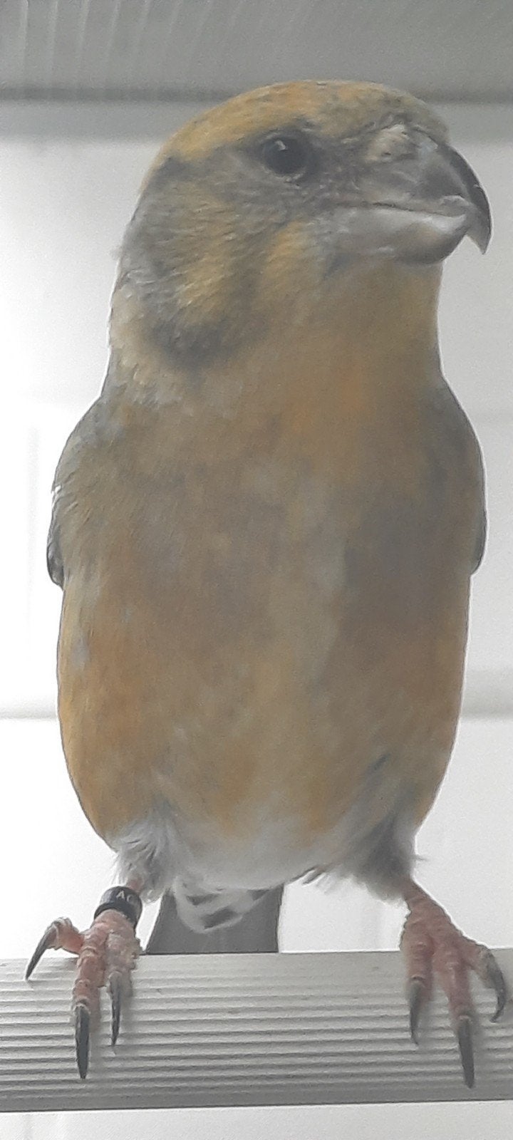 grote kruisbek, Dieren en Toebehoren