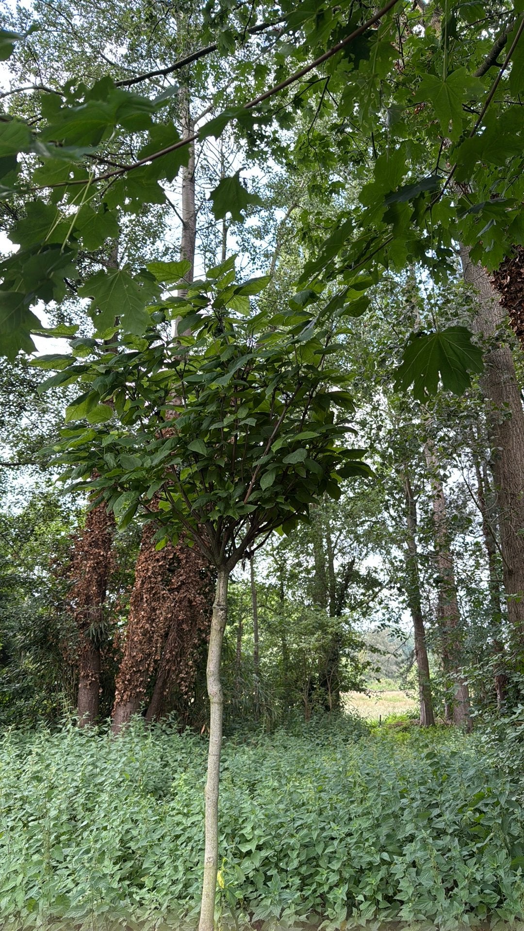 Catalpa nana, Tuin en Terras, Planten | Bomen, Ophalen