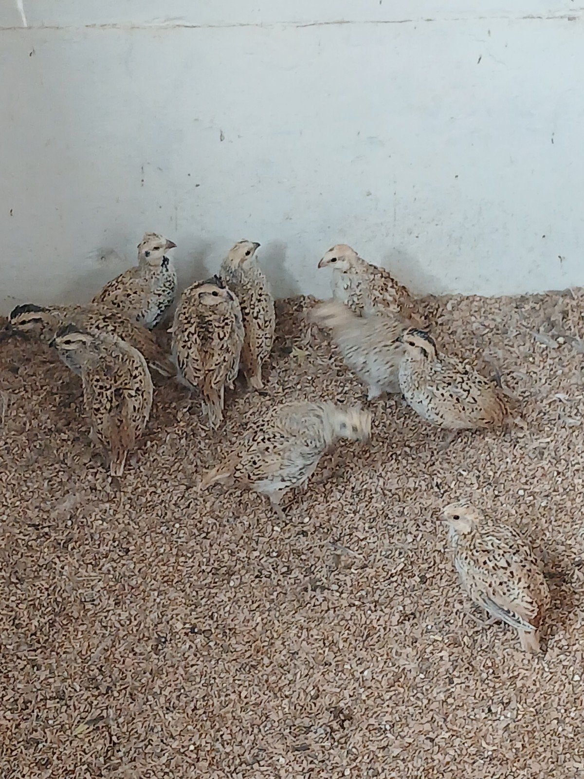 mexikaanse boomkwartels, Dieren en Toebehoren