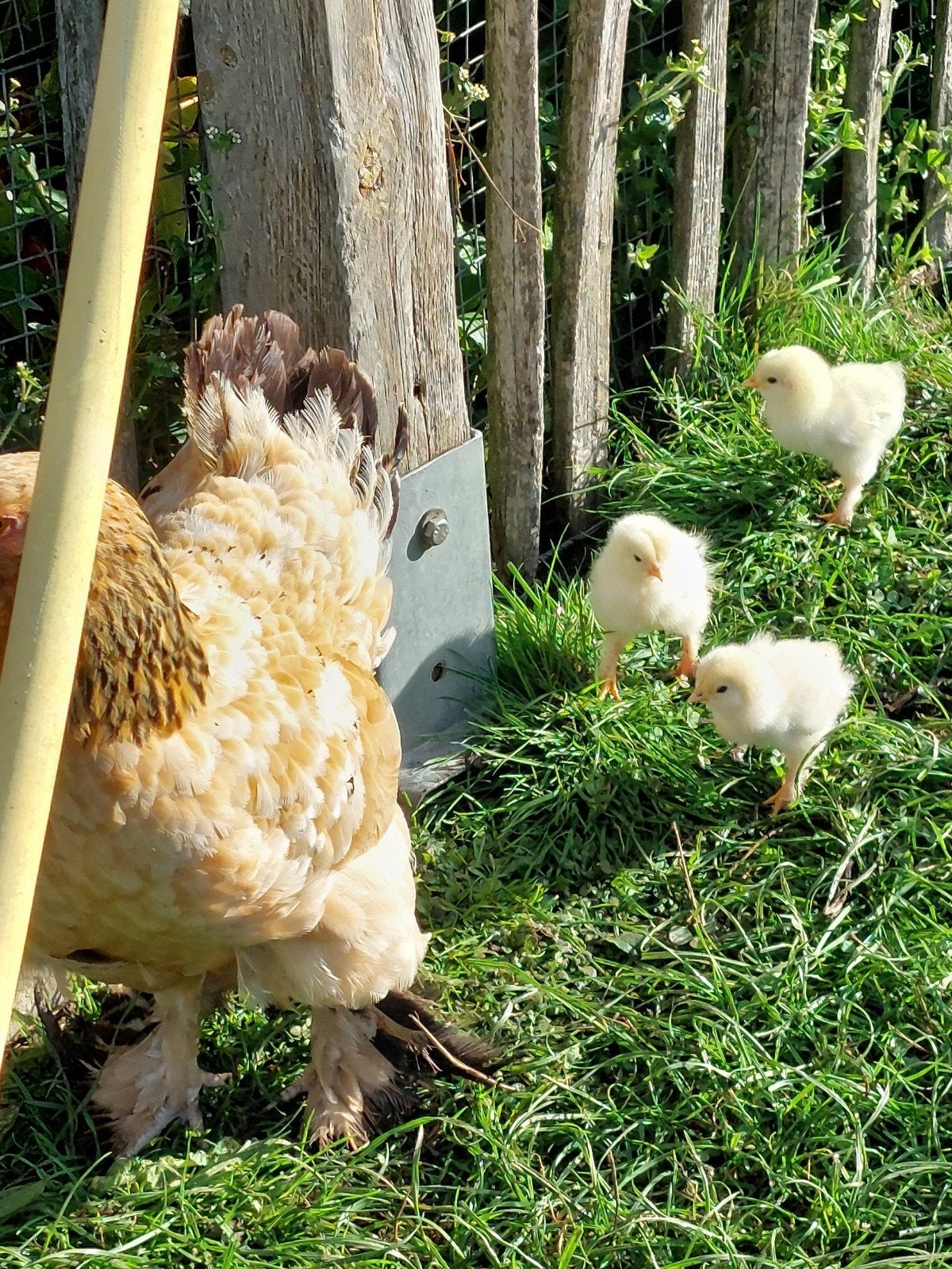 kip met 4 brahma kuikentjes, Poule ou poulet