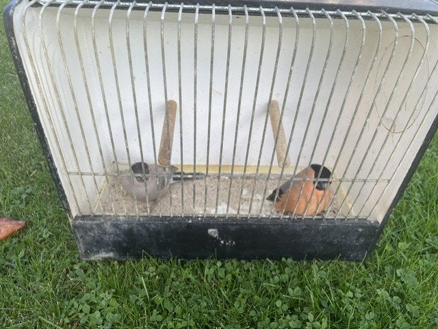 grote goud vinken, Dieren en Toebehoren, Wildzangvogel, Geringd