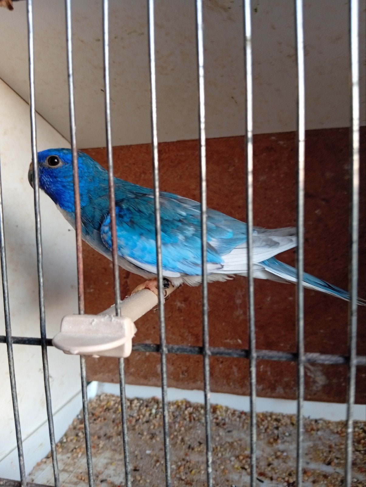 blauw ef violet ef gezoomd split splendid 25, Dieren en Toebehoren, Geringd