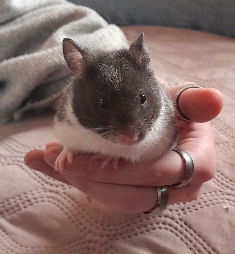 2 Syrische hamsters te koop (Goudhamsters), Dieren en Toebehoren, Hamster, Vrouwelijk, Tam, September