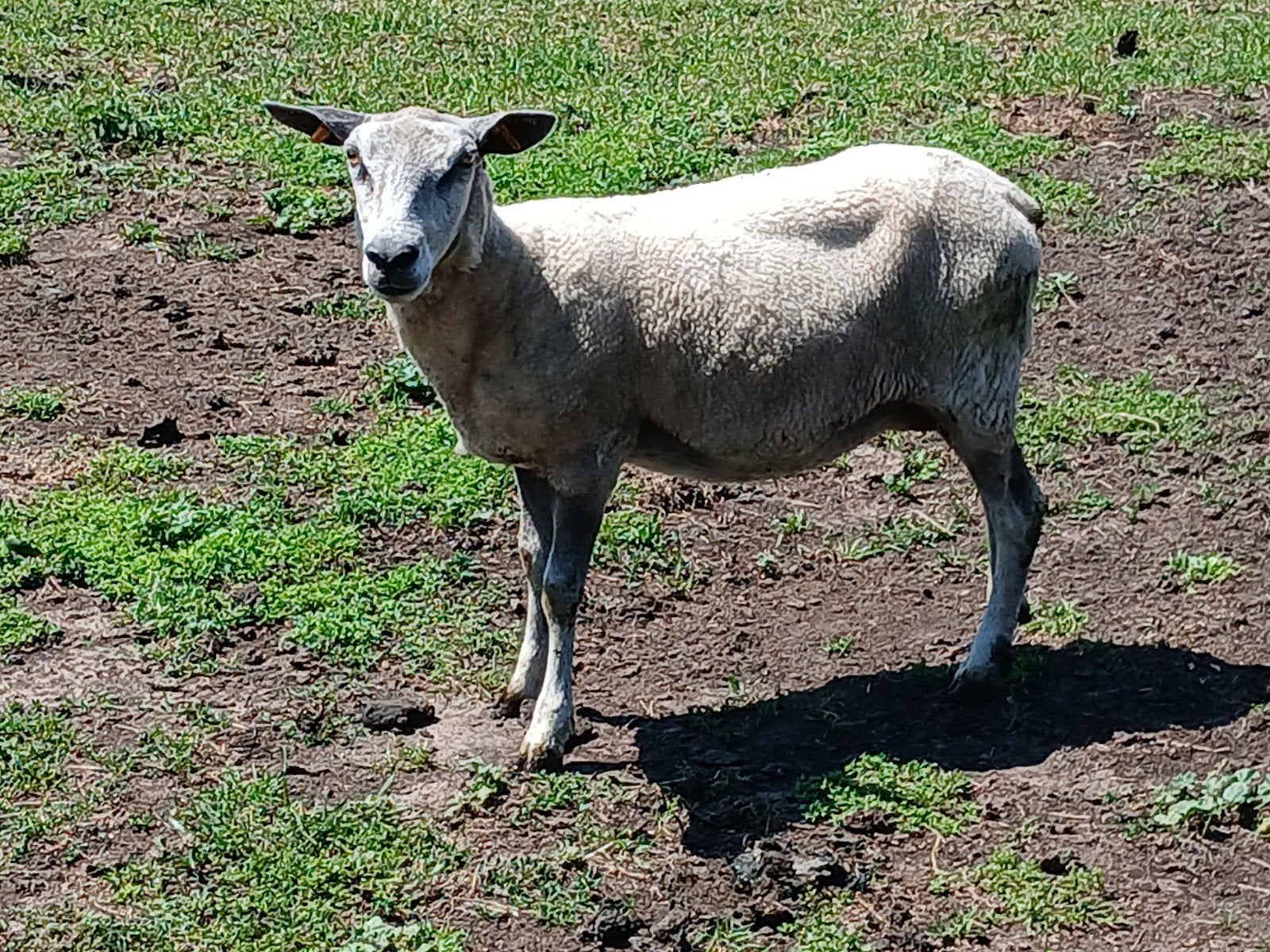Jonge ooi  1.5 jaar oud