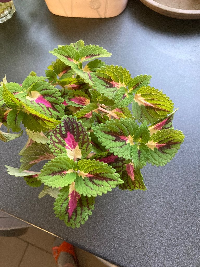 Stekjes van kamerplanten, Ophalen