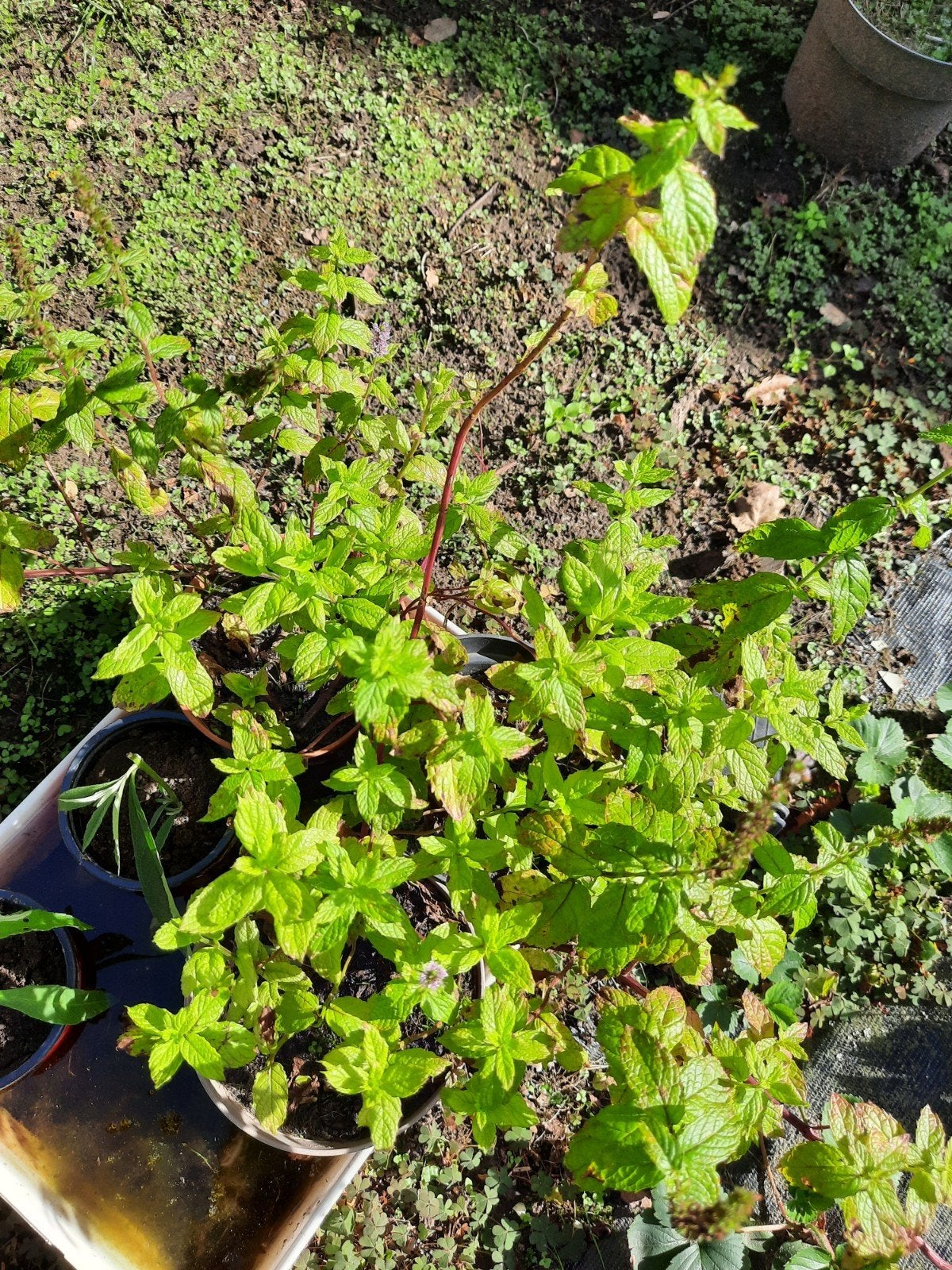 muntplantjes laatste 3, Tuin en Terras, Vaste plant, Halfschaduw, Zomer, Ophalen