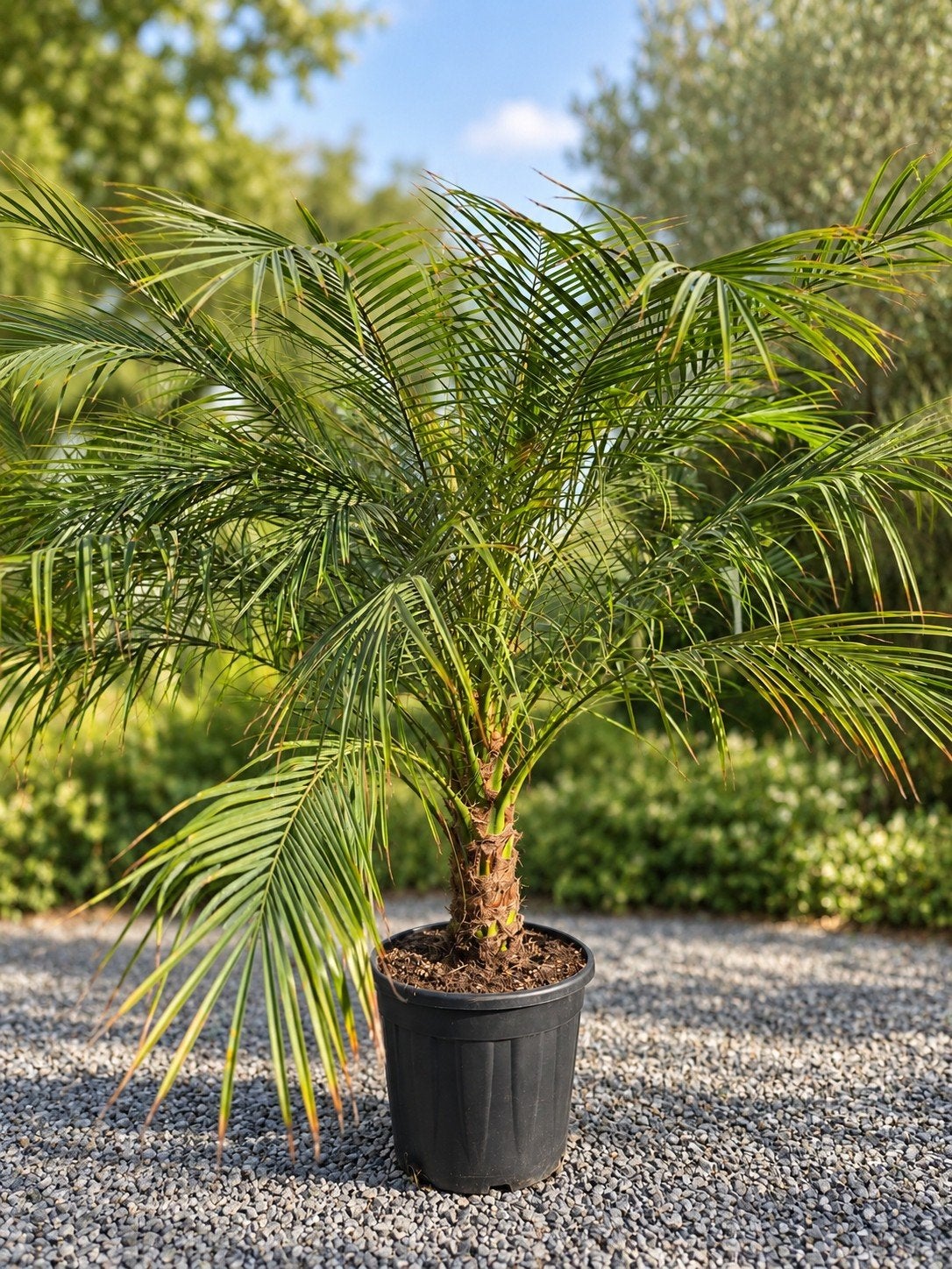 Phoenix Roebelenii, Ophalen