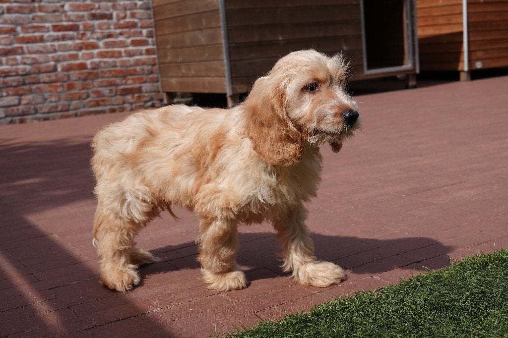 Prachtige Abrikoze en zwarte Cockapoo pups, België, Overige rassen, 8 tot 15 weken, CDV (hondenziekte)