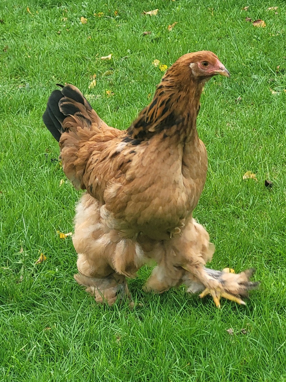 brahma buff zwart hen 7 maanden, Dieren en Toebehoren