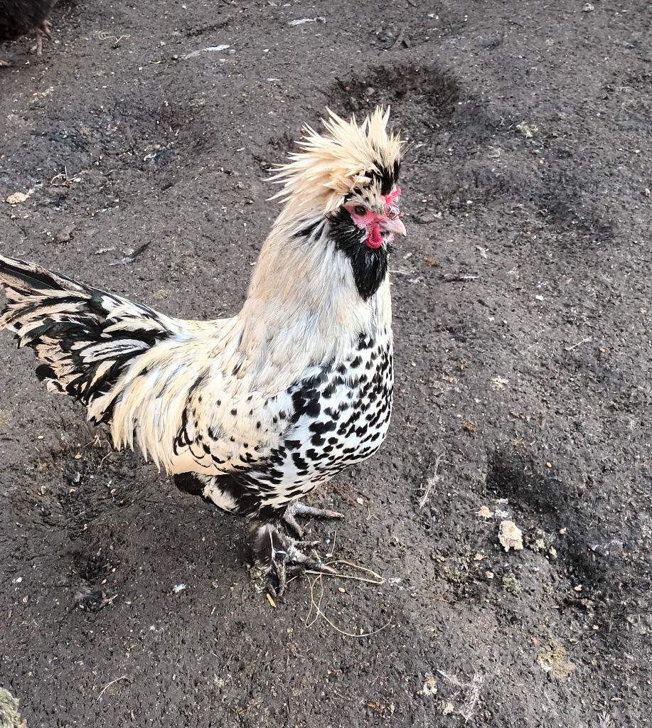 Pavlov hanen, Dieren en Toebehoren, Mannelijk, Kip