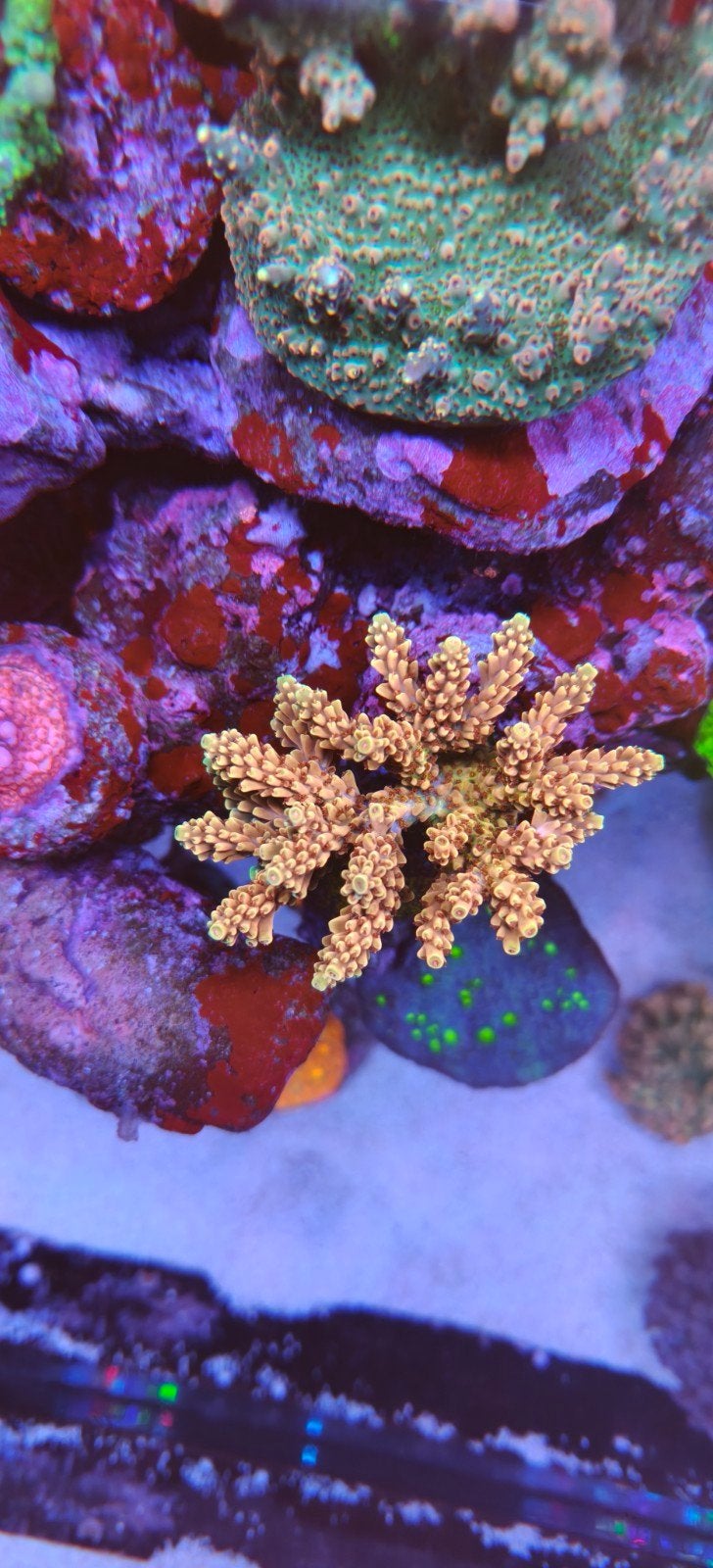 Acropora koraal frags stekken SPS zeeaquarium tekoop te ruil, Dieren en Toebehoren, Vissen | Aquariumvissen
