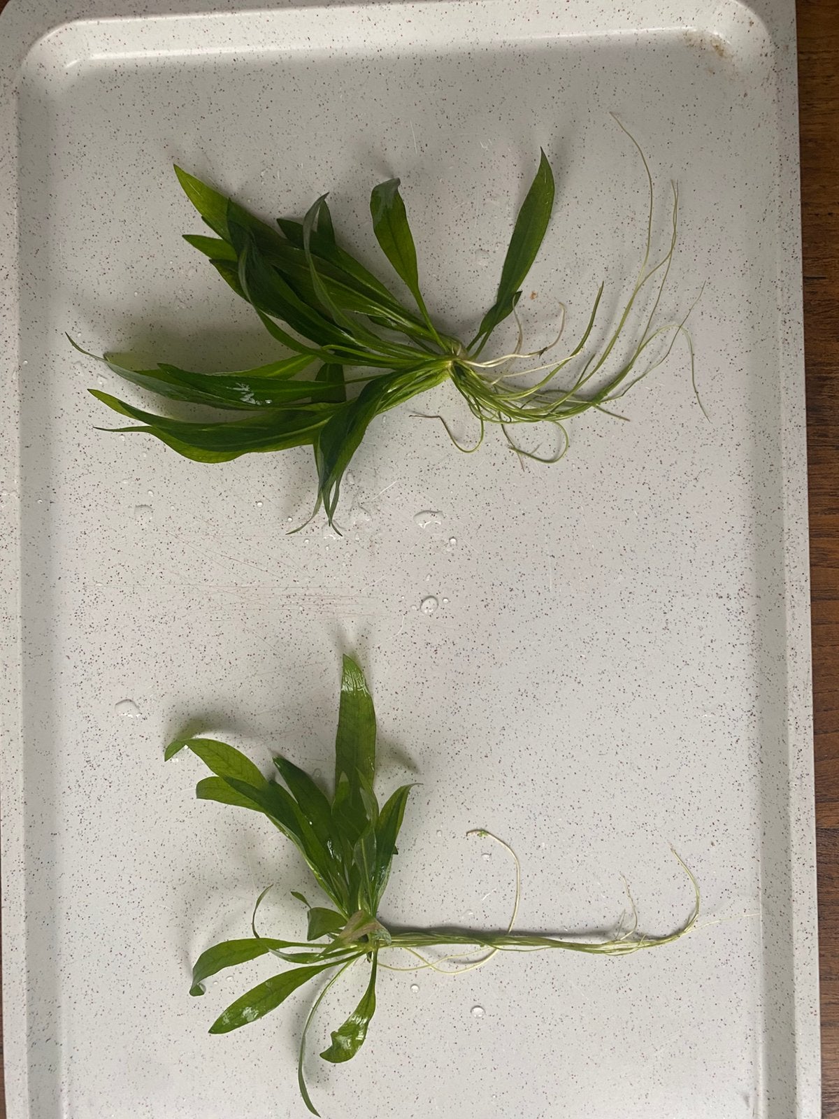 Aquarium planten gratis, Enlèvement, Comme neuf