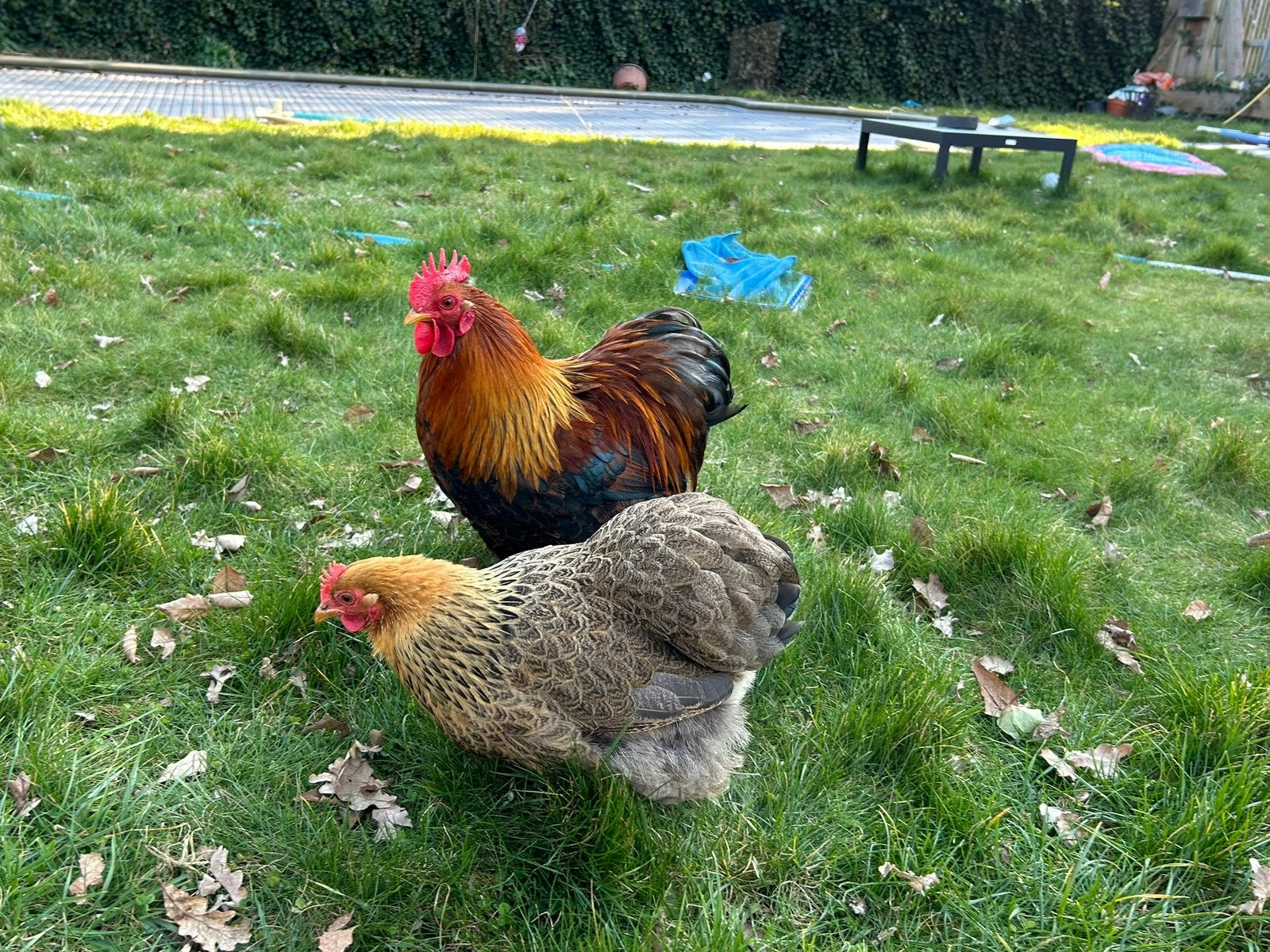 Broedeieren cochin kriel goudpatrijs, buff of isabel, Dieren en Toebehoren