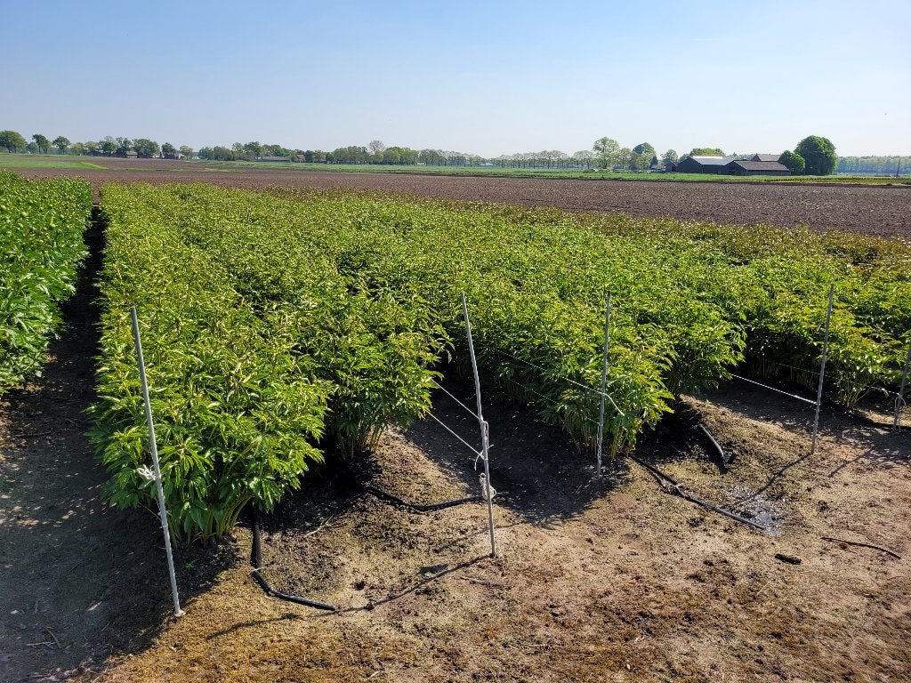 stekken van pioenplanten, Ophalen, Overige soorten, Struik, Minder dan 100 cm