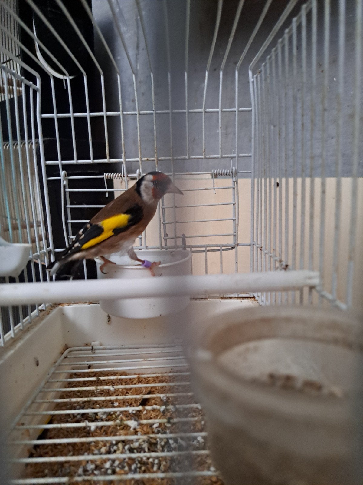 chardonneret parva, Animaux & Accessoires