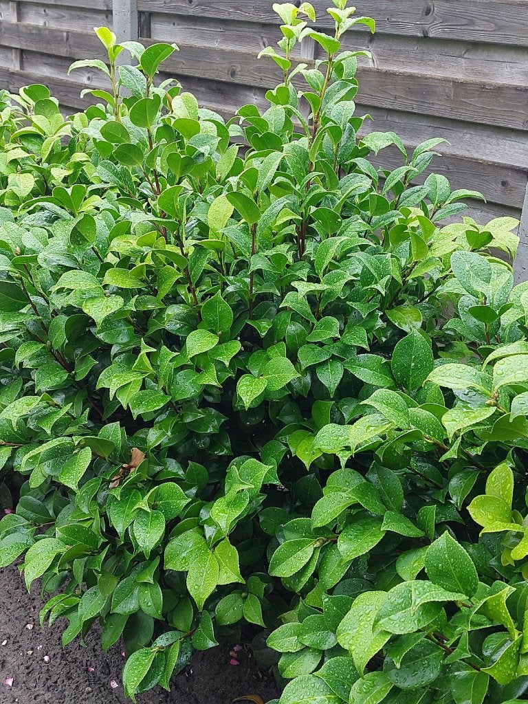camelia japonica, Tuin en Terras, Vaste plant, Halfschaduw, Lente, Ophalen