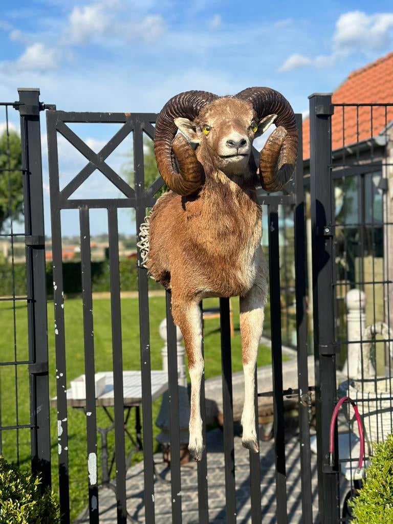 Opgezette dier half moeflon, Ophalen