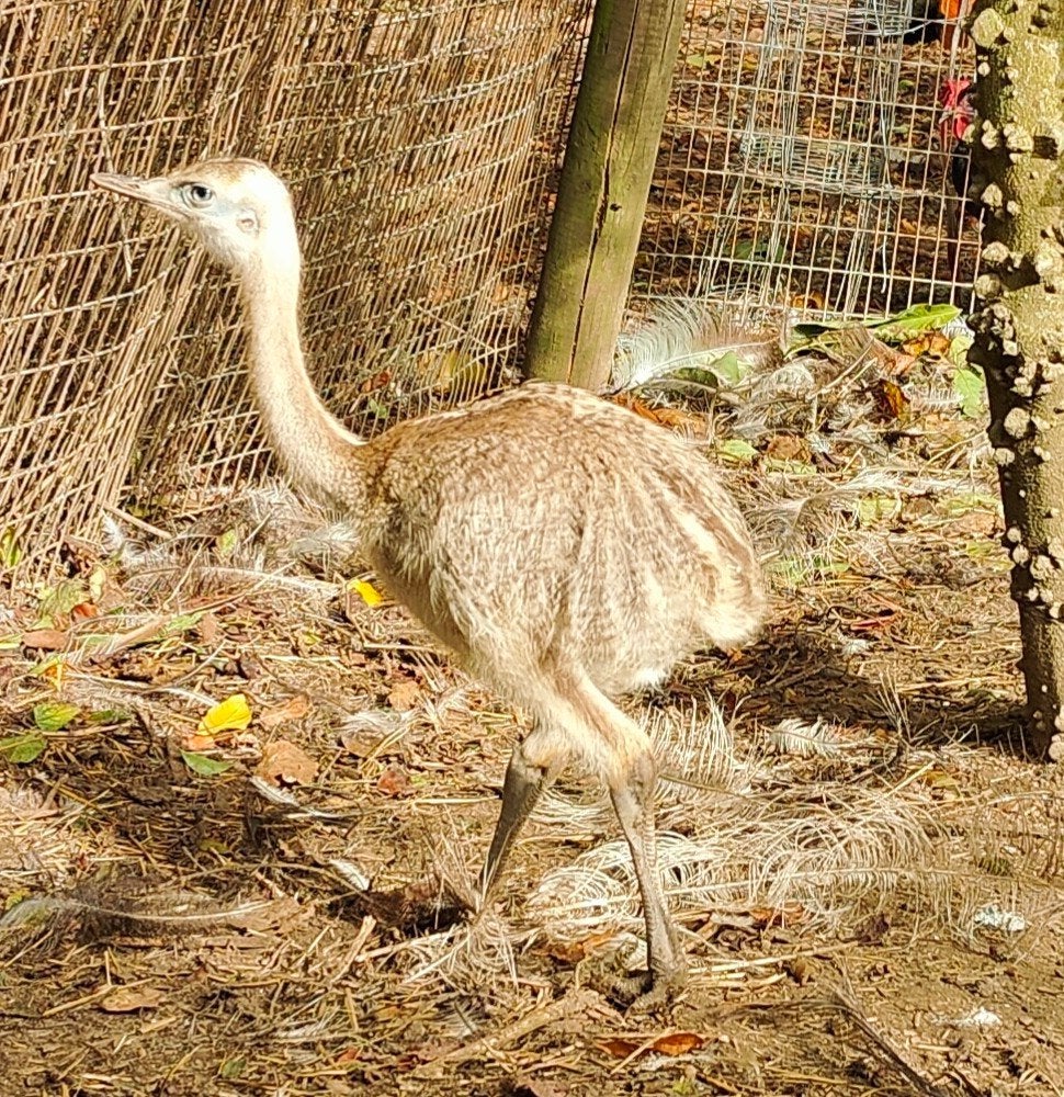 Jonge nandoe kuikens te koop., Dieren en Toebehoren, Meerdere dieren, Overige soorten