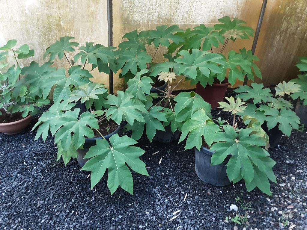 RIJSTPAPIERPLANT    TETRAPANAX  HALFE  PRIJS, Tuin en Terras, Planten | Tuinplanten, Volle zon, Vaste plant, Zomer, Ophalen