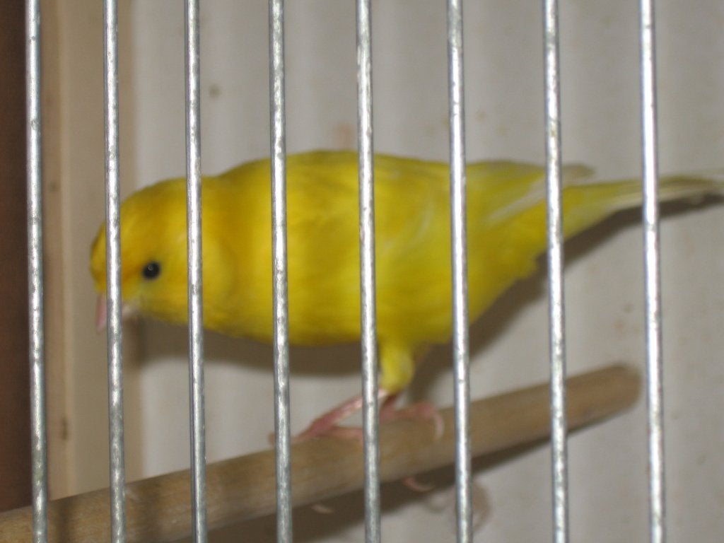 kanaries, Plusieurs animaux, Canari de couleur