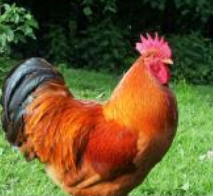 New hampshire haan, 1j, Dieren en Toebehoren, Pluimvee