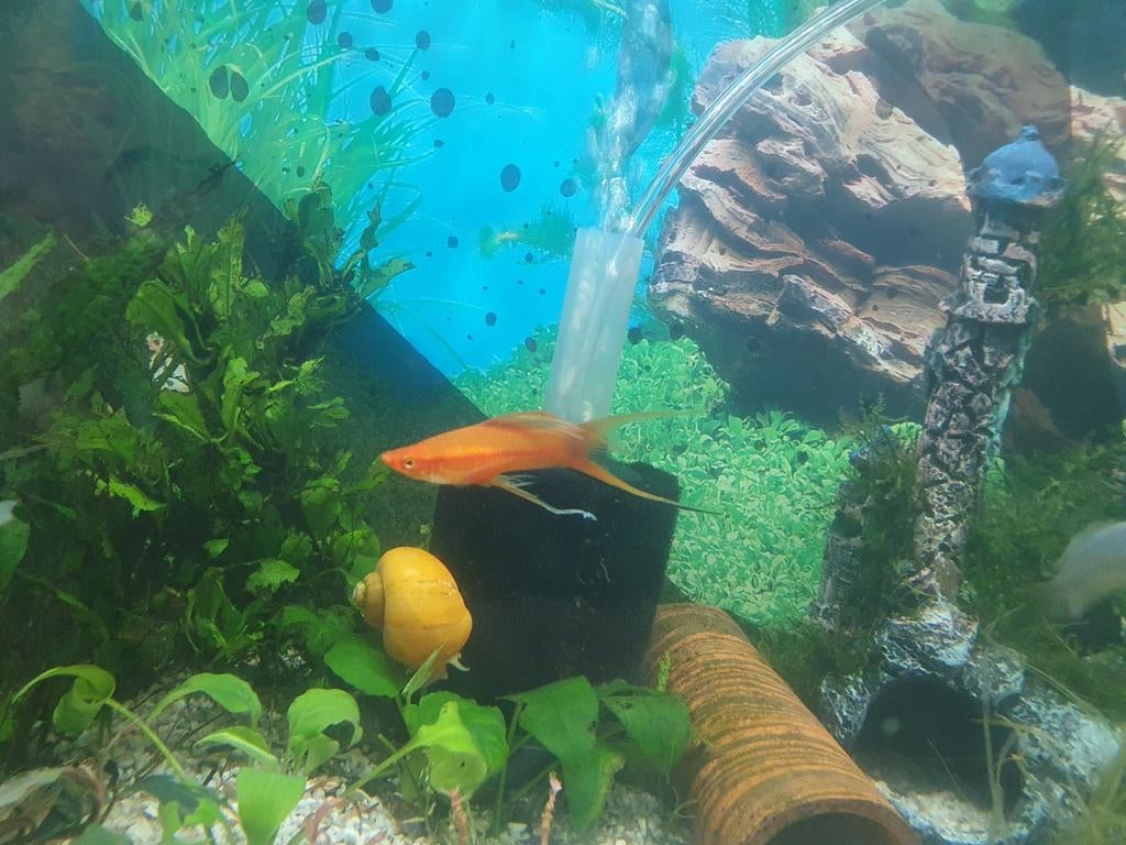 Swordtail vis, Animaux & Accessoires, Poissons | Poissons d'aquarium, Poisson