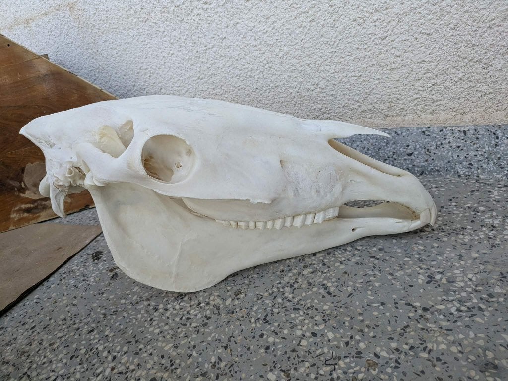Mooie paardenschedel schedel van een paard anatomie, Verzamelen, Verzenden, Zo goed als nieuw, Paard, Schedel
