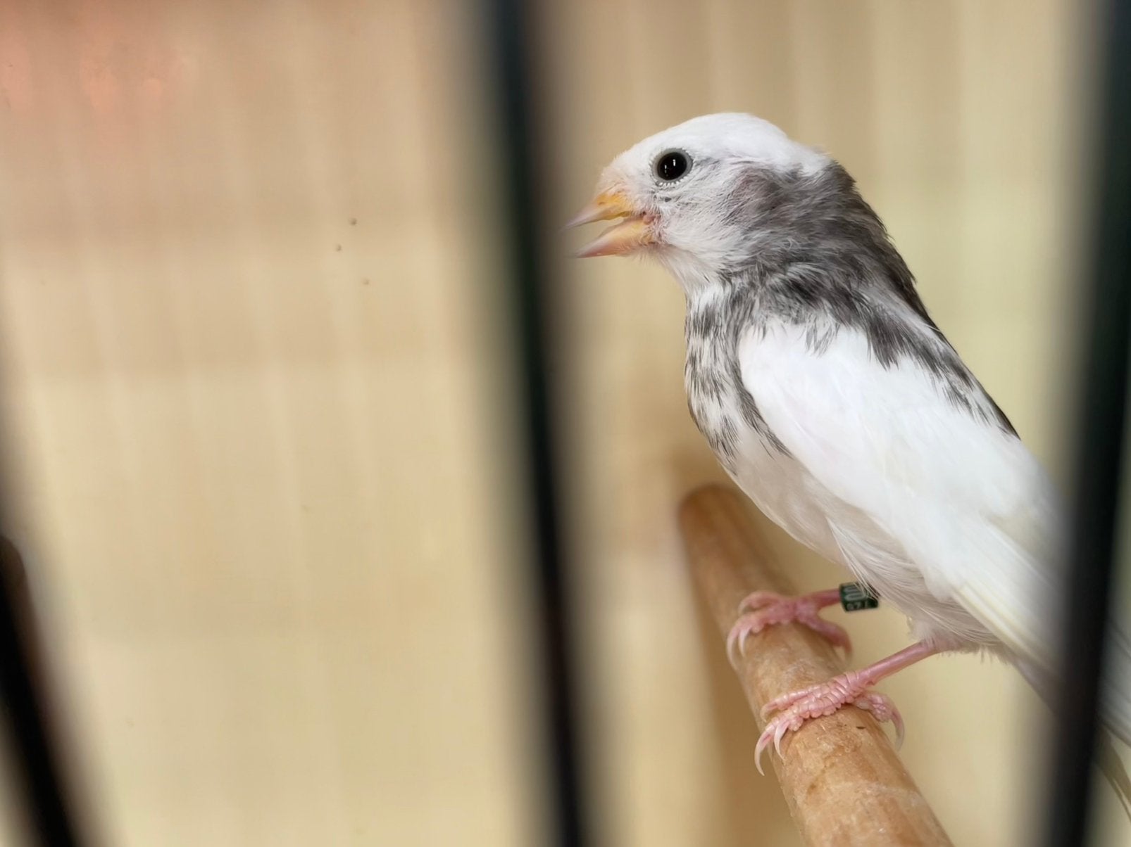 Kleine bonte barmsijs 2026, Dieren en Toebehoren, Geslacht onbekend