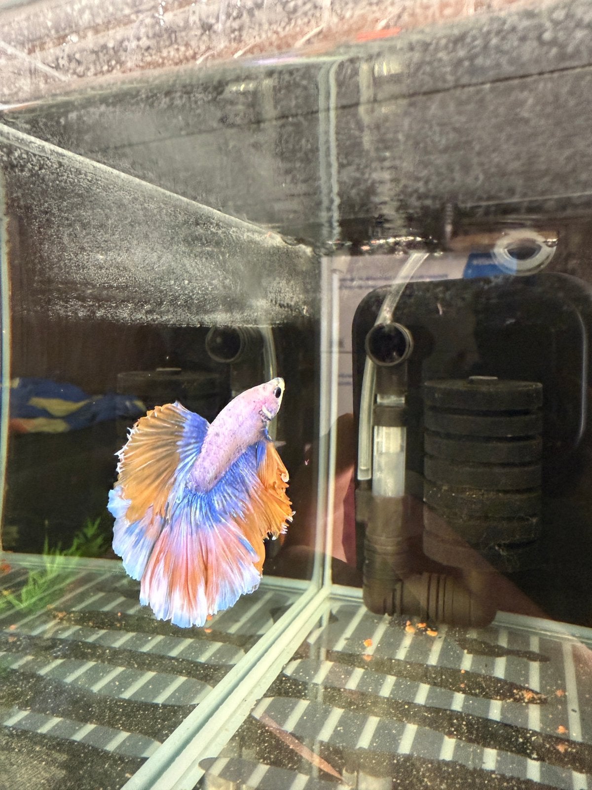 Betta mannen, Ophalen