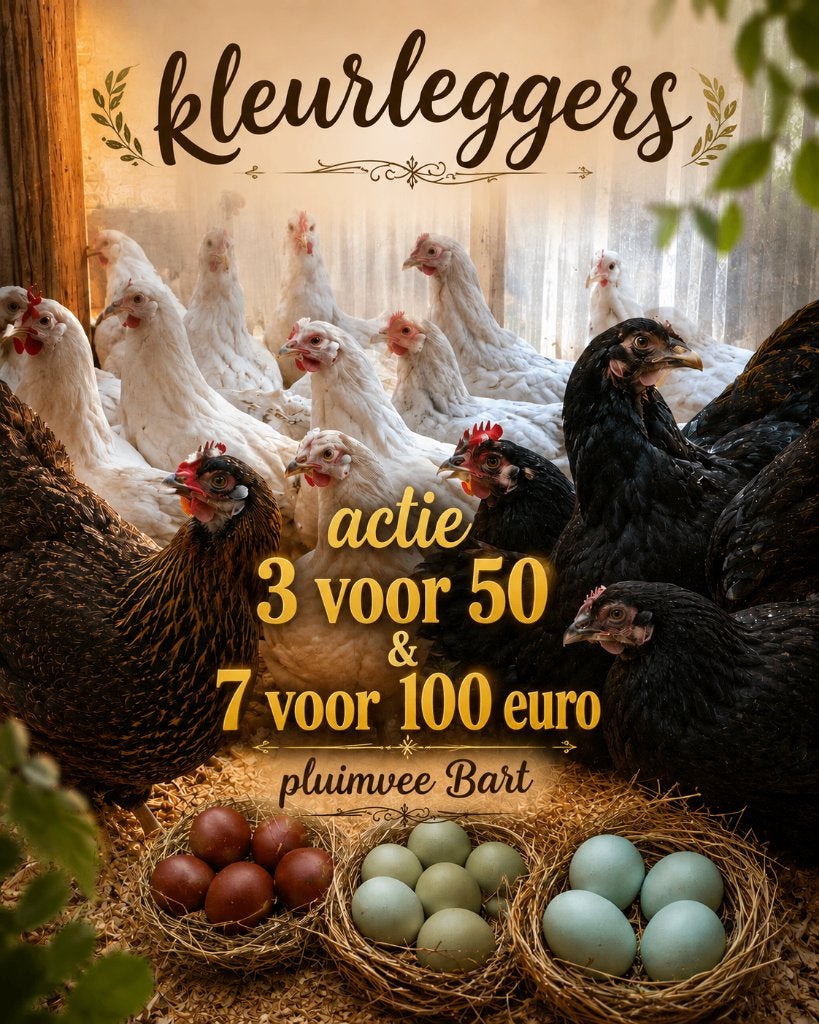 cream legbar & marans kleurleggers goedkoopst van België, Dieren en Toebehoren, Pluimvee, Vrouwelijk, Kip