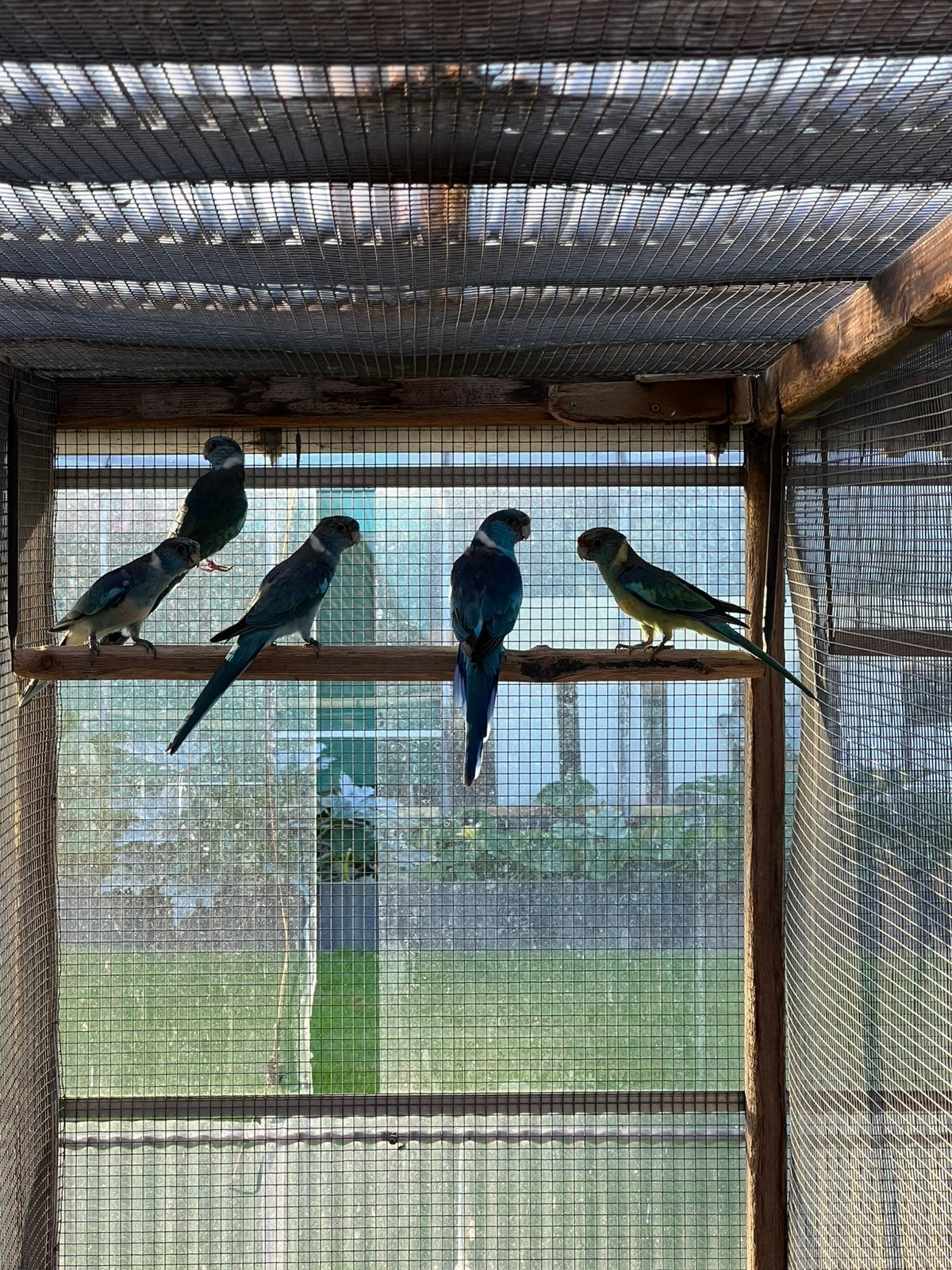 Onverwante koppels Blauwe Barnard Parkieten 2026, Meerdere dieren, Parkiet, Geringd