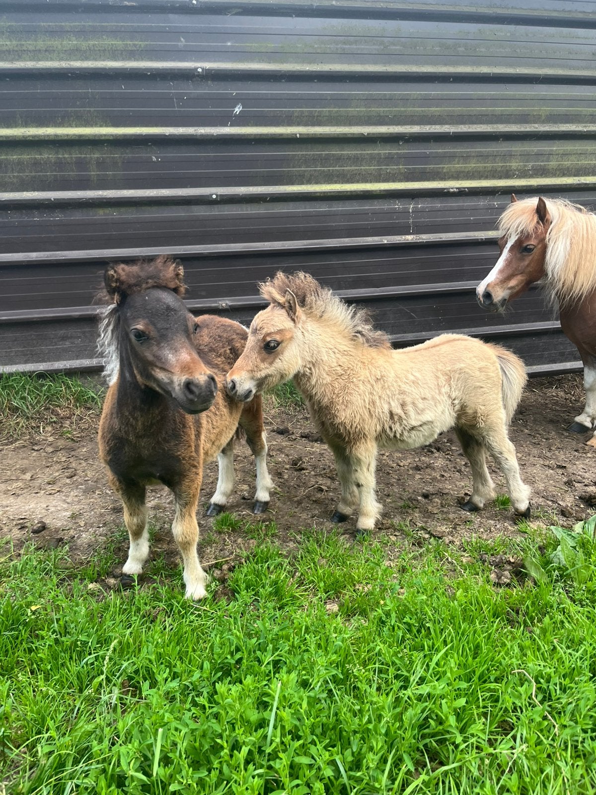 2 shetlander veulentjes