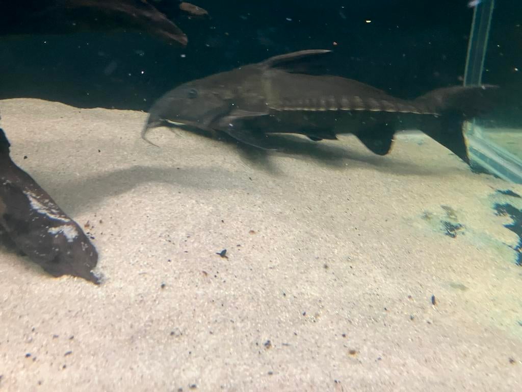 Oxydora niger /ripsaw catfish, Dieren en Toebehoren, Vissen | Aquariumvissen