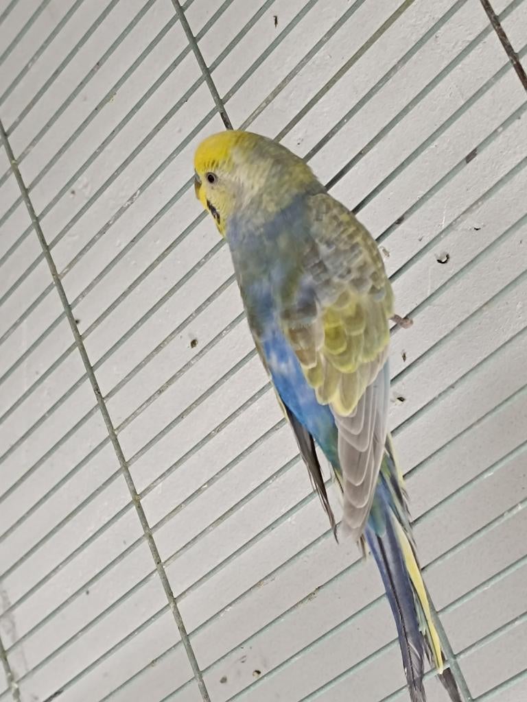 Grasparkieten + agapornis, Dieren en Toebehoren, Meerdere dieren, Parkiet
