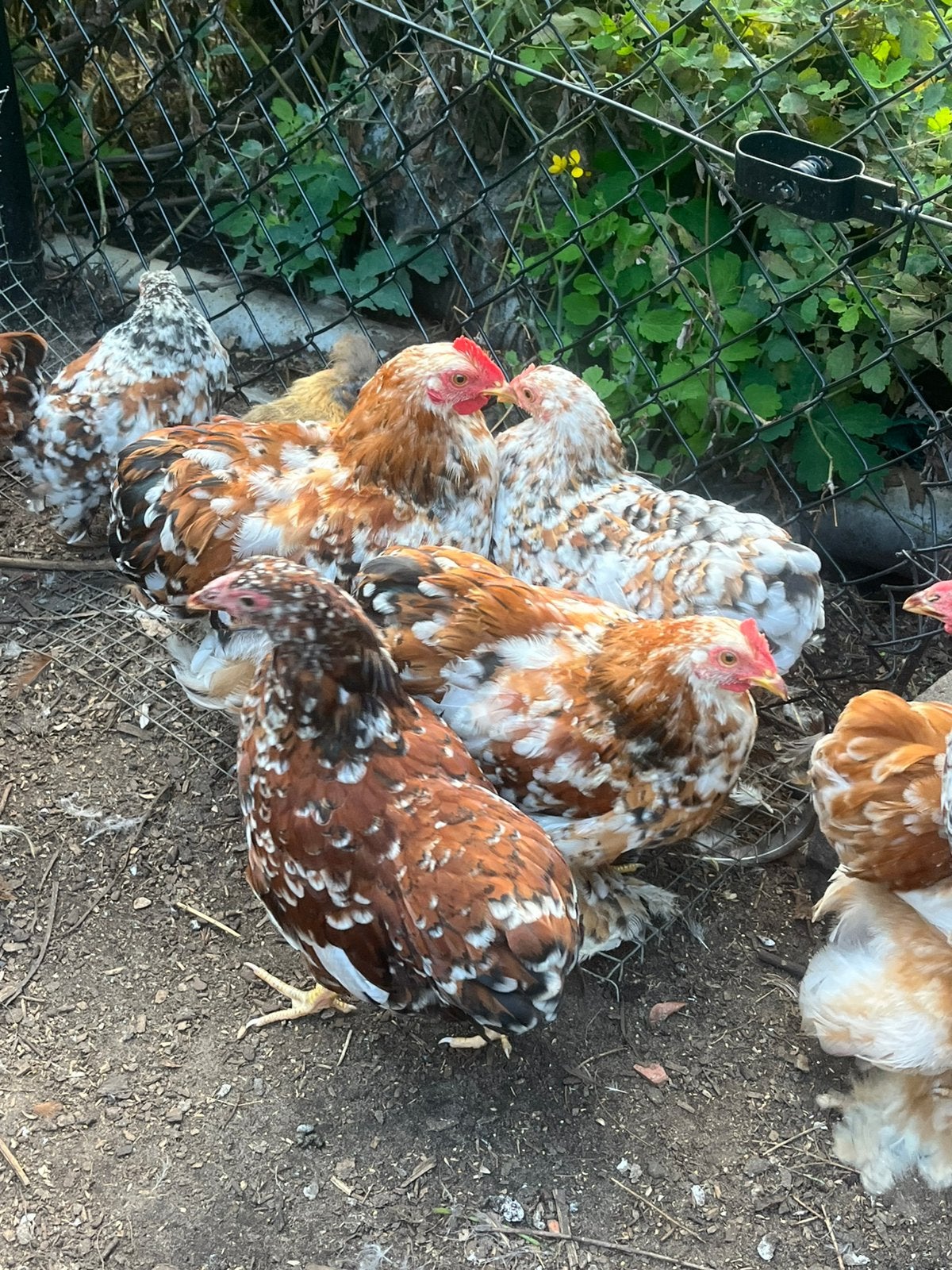 5 hanen, Dieren en Toebehoren