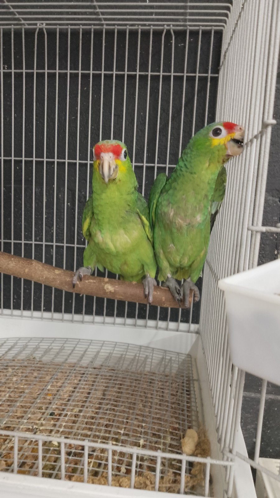 Bébés Amazones à joues jaunes super dociles, Animaux & Accessoires, Oiseaux | Perruches & Perroquets, Perroquet, Plusieurs animaux