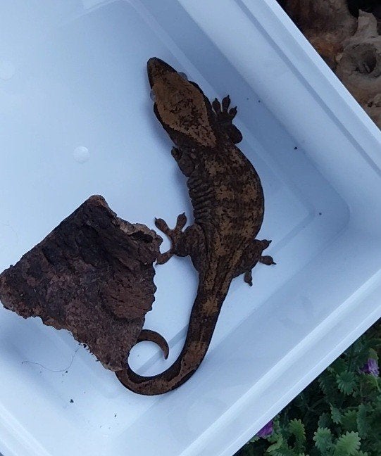 0.1 Sarasinorum Gekko, Animaux & Accessoires, 3 à 6 ans