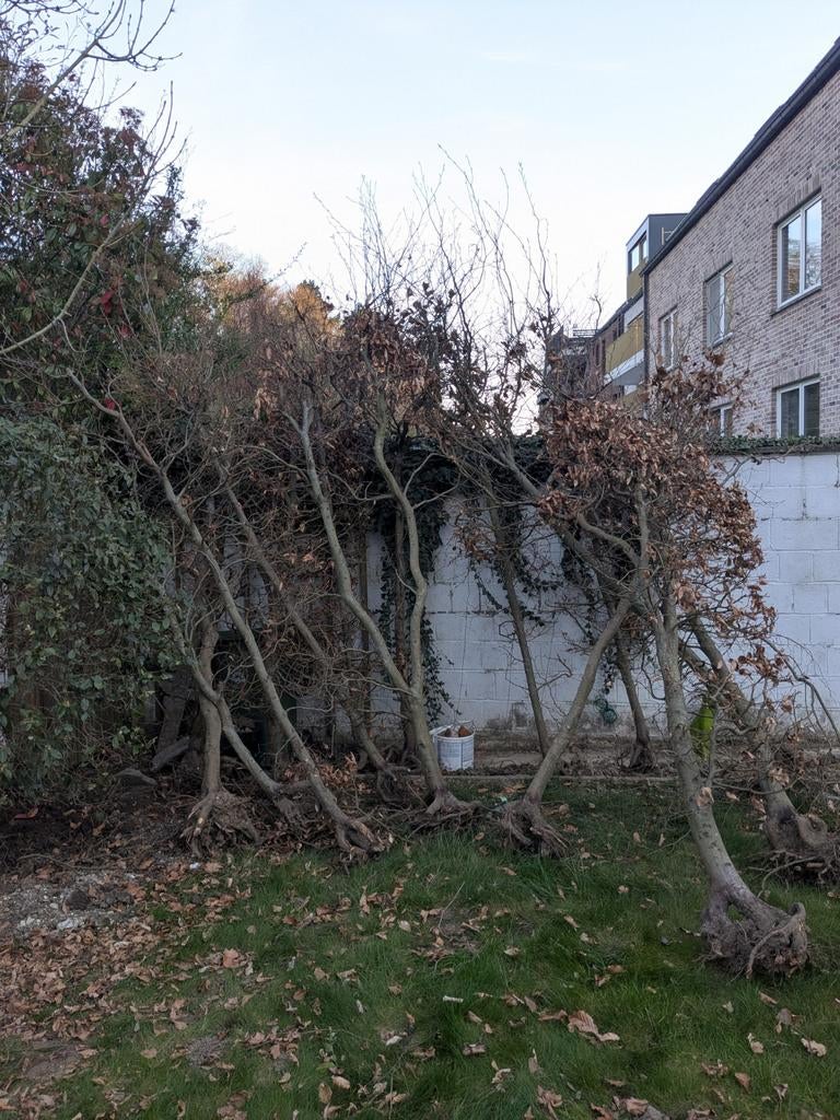 Beukenhaag gratis, Enlèvement, Haie de hêtre