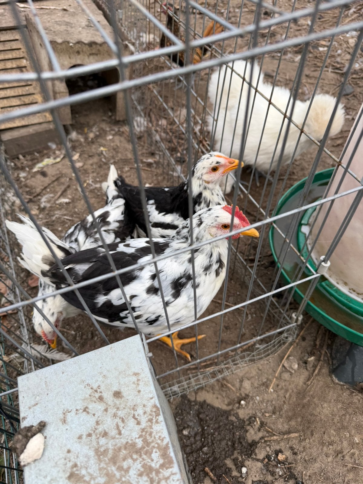 Trio bonte leghorn