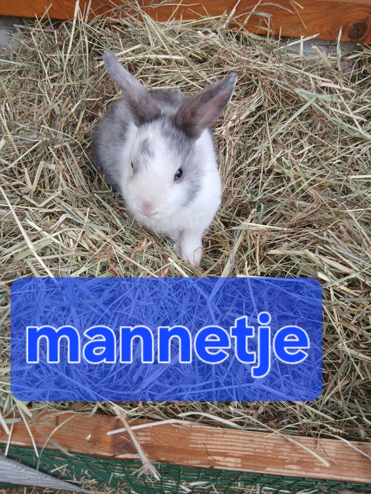 dwergkonijntjes (mannetjes), Mâle, Nain, 0 à 2 ans