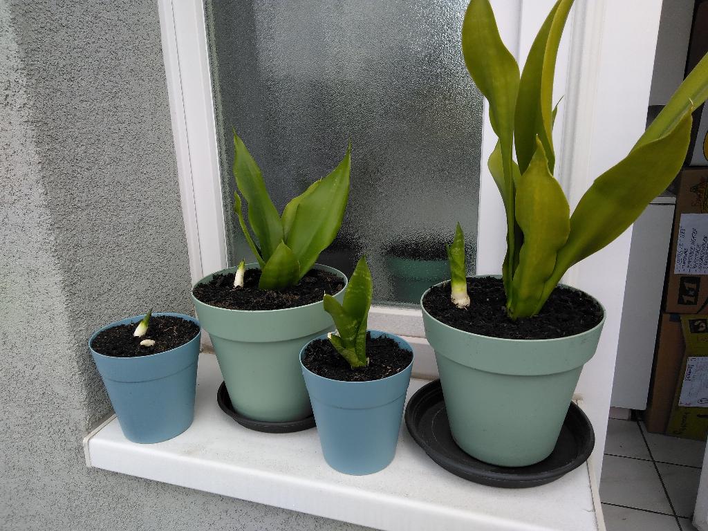 Plantjes Gratis af te halen., Huis en Inrichting, Kamerplanten, Overige soorten, Minder dan 100 cm, Groene kamerplant, Halfschaduw