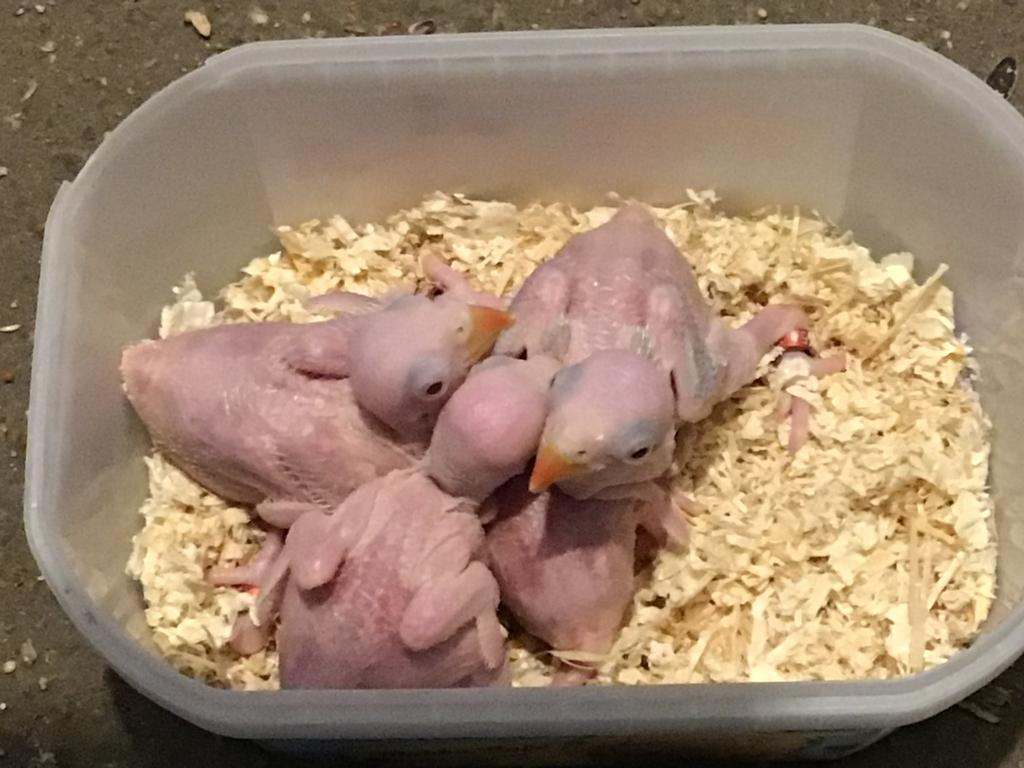 Halsbandparkieten, Plusieurs animaux, Perruche, Bagué